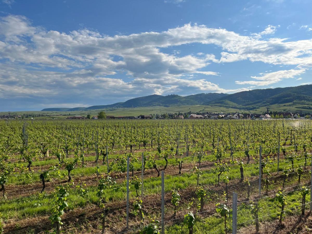 Gite Proche Colmar Vignoble Wettolsheim Exterior photo